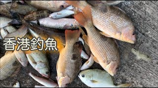 #香港釣魚 屯門新釣場發現！？香港釣魚再現驚喜