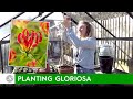 Comment planter du gloriosa bulbestubercules  farmergracycouk