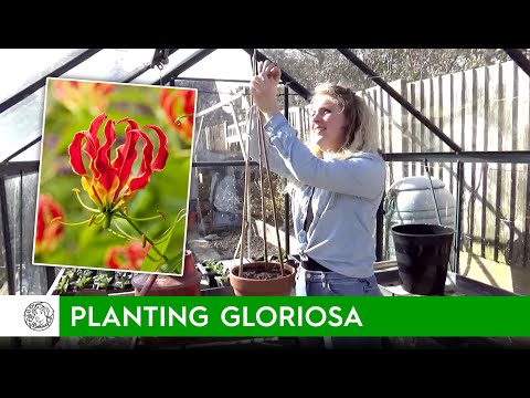 Video: Gloriosa Winterverzorging - Hoe Gloriosa-leliebollen in de winter op te slaan