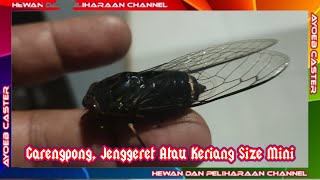 Garengpong, Jenggeret Atau Keriang Size Mini @ayoebcaster