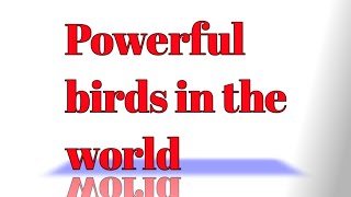 Most Powerful And Dangerous Birds In The World B-Info Studio