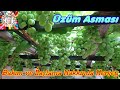 Üzüm Yemek İstiyorsan Bu Videoyu İzle!!! 🍇