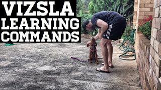 Vizsla Training Engagement Goes A Long Way