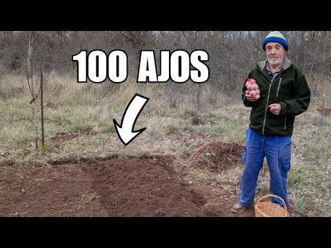 Cuándo y cómo poner 100 AJOS en un pequeño huerto