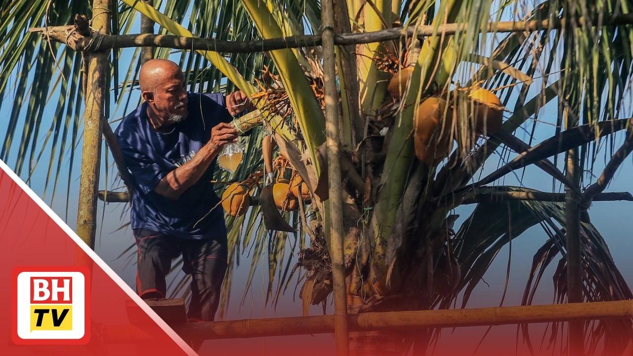 OKU gigih panjat 20 pokok kelapa sehari hasilkan air nira