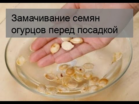 Замачивание семян огурцов перед посадкой. Замоченные семена огурцов. Семена огурцов замачивание перед посадкой. На сколько замачивать огурцы перед посадкой.