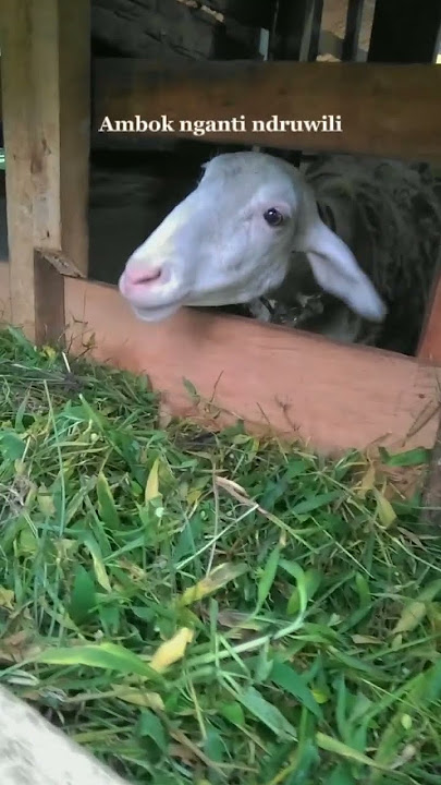 Sugih tanpo bondo digdoyo tanpo aji,trimah mawi pasrah sepi pamrih tebih ajrih. #shortvideo