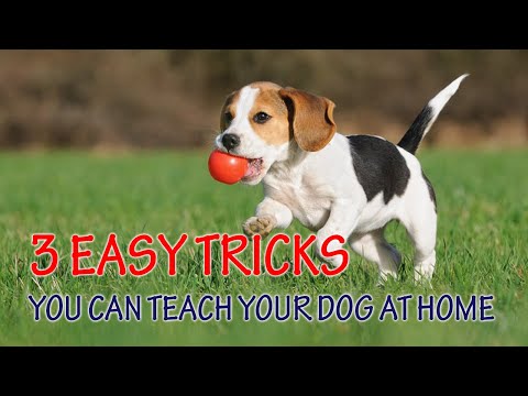 Vidéo: Liste des astuces que vous pouvez apprendre à votre chien