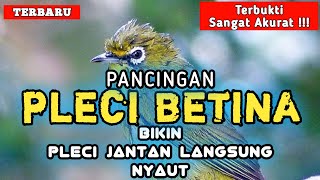 Panggilan Pleci Betina Ngecal Pancingan Untuk Jantan @Mancing Manok