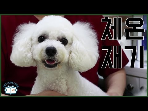 <strong>체온계</strong> 없이 강아지 체온 재는 방법 - 집에서 해보는 건강 체크 - 강성운 수의사
