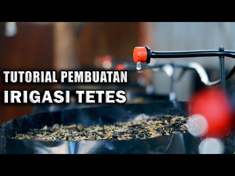 Video: Panduan Irigasi Stroberi: Berapa Banyak Air yang Dibutuhkan Stroberi