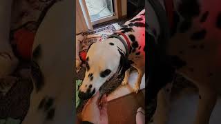 Smokey the Archeologist? (short) #dalmatiandog #dalmatian #dog #smokey