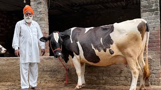 ਬਾਪੂ ਦੇ ਘਰ ਦੀਆ ਦੋ ਗੱਬਣ ਗਾਵਾਂ 👌🔥ਘੱਟ ਰੇਟ 😱🔥Bawa dairy farm