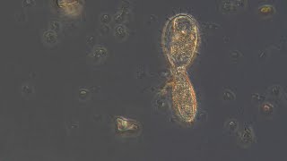 Division Of Euglypha