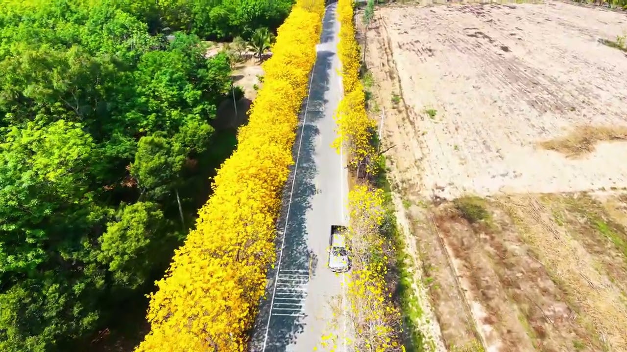 ต้นเหลืองอินเดีย เดือนมีนาคม 2569