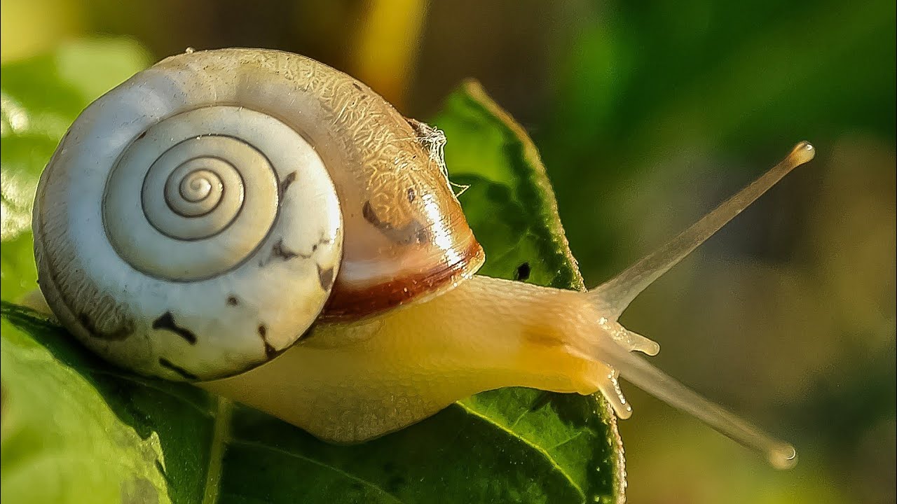 Snail || Land snail || A shelled gastropod || Slow moving animal || Amazing movement of snail.