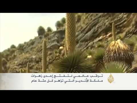 ترقب عالمي لتفتح إحدى زهرات ملكة الأندير