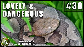 Meet a Wild EASTERN COPPERHEAD (Agkistrodon contortrix) Juvenile | KNOW #39
