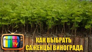 КАК ВЫБРАТЬ САЖЕНЦЫ ВИНОГРАДА(, 2016-05-13T10:56:22.000Z)