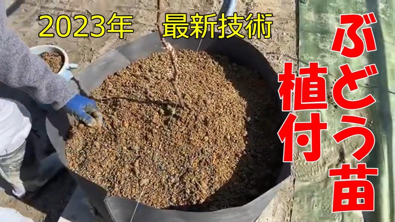 ルートラップポットを用いた根域制限ブドウ栽培。ぶどう苗木を植付ける。自動灌水＆液肥使用がベストだが、状況に応じた栽培方法でA品を作ろう。シャインマスカット、ナガノパープル。