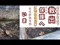 遺棄?!凍えていた子猫を保護&現在の姿!!