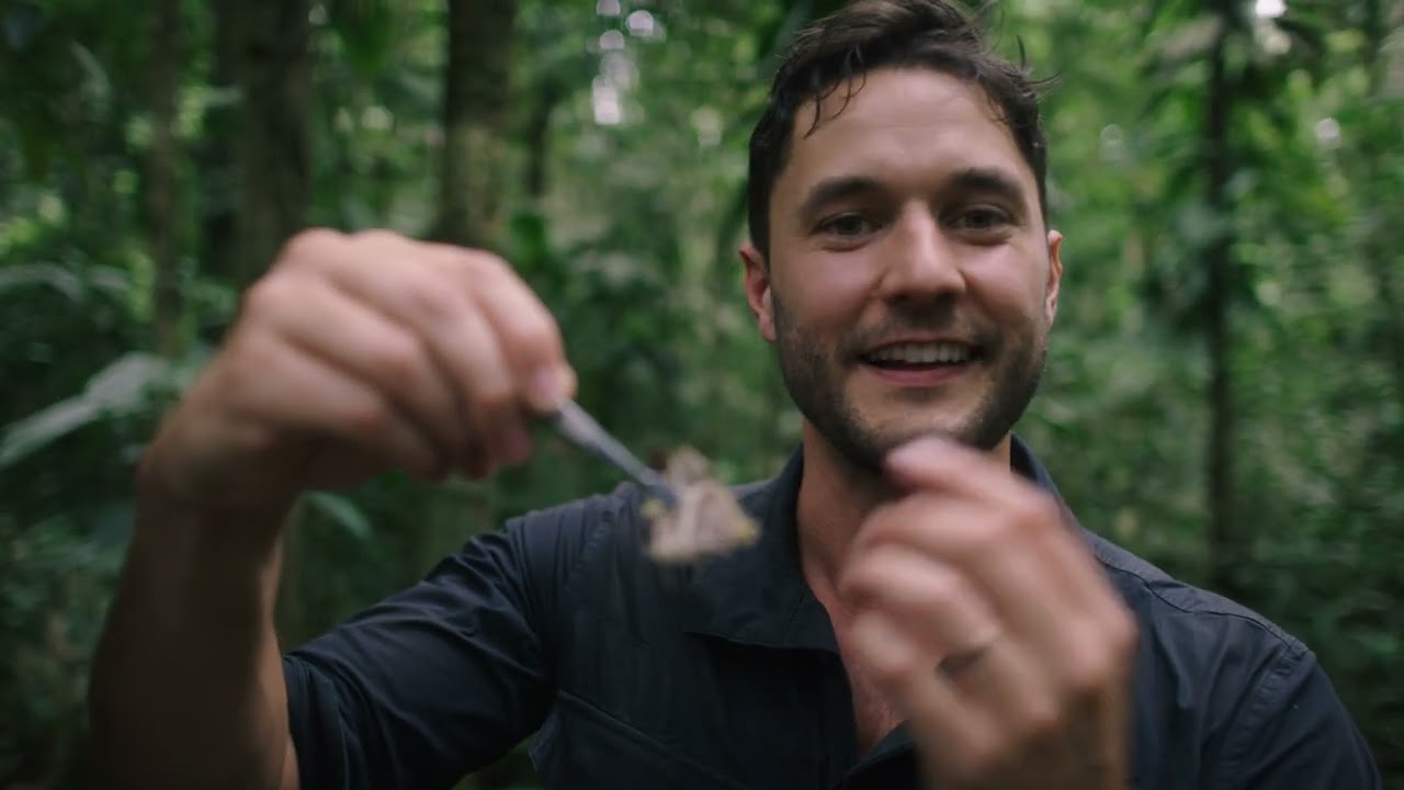 Attracting butterflies with ROTTING FISH