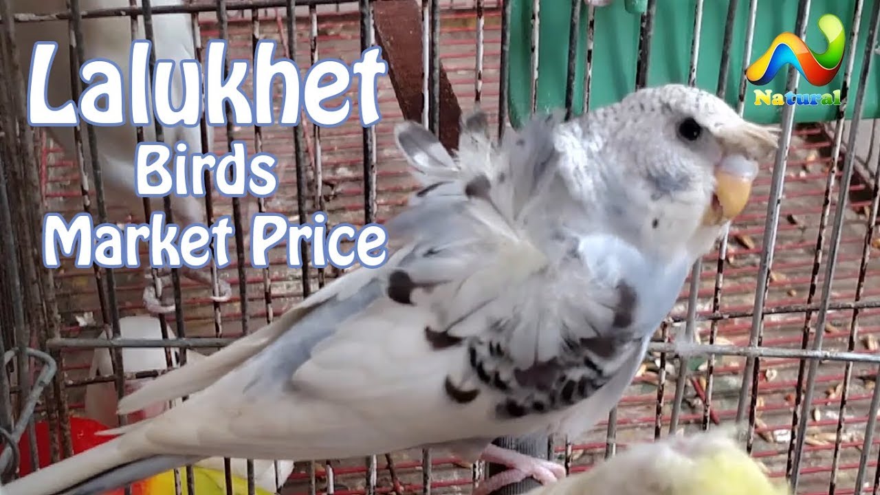 exhibition budgies for sale in india Lalukhet Birds Market Price | Hagoromo and Exhibition Budgies