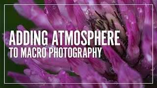 Add Atmosphere to your MACRO Photography  |  Macro Photography Tips