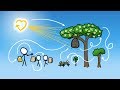MinuteEarth Support and Honey Production