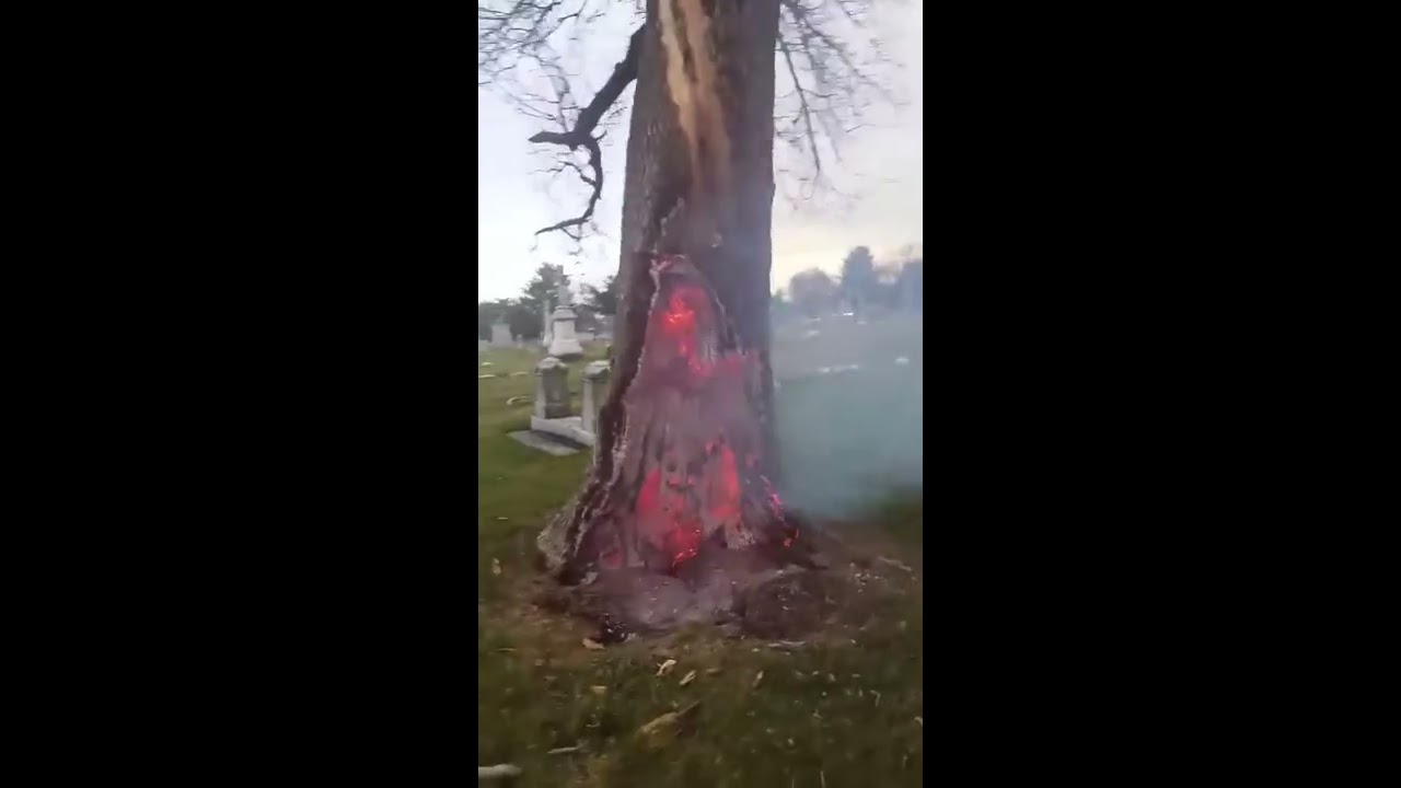 tree struck by lightning