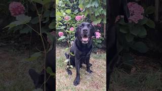 arrosage #chaleur #bisous #labrador #rire #chien #toutou #cute #amour #kawaii #fleurs #fyp #animaux
