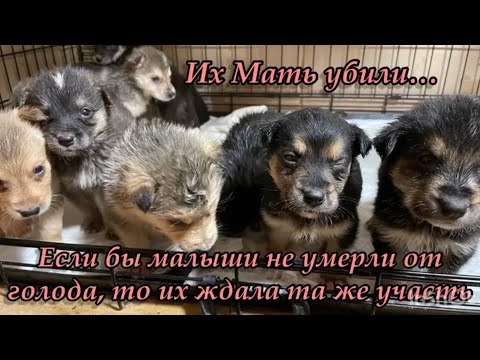 Их Мать убили… Если бы малыши не умерли от голода, то их ждала та же участь. Приют для животных