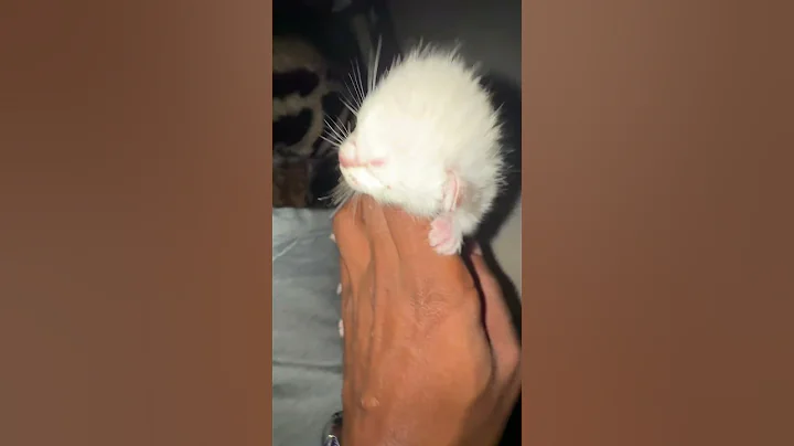 Video 10467321: lynx bengal kitten, lynx bengal cat