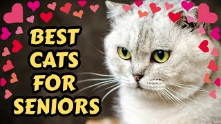 Best Cat Breeds For Senior Citizens (Calm, Loving & Easy To Care For)