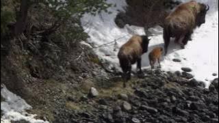 Best Documentary of All Time The Most Extreme Predators - Animals National Geographic Wild