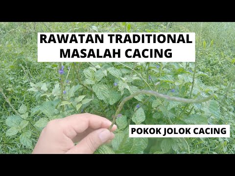 Video: Rawatan Cacing