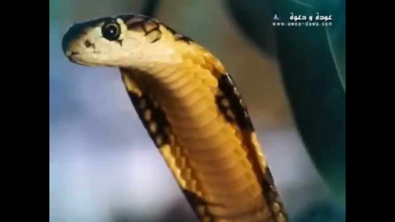 قل للطبيب ، پسیارا نوژداری بکە !.