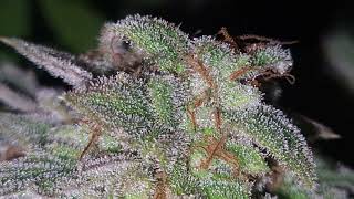 biscotti mintz week 8 flower, gelato week 5 flower cheese glookies week 9 flower.