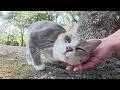 庭園に行ったら、灰シロ猫ちゃんが足にスリスリして甘えてきた