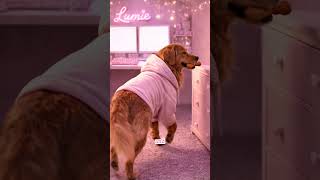 Caching Explained for Beginners | Cute Dog Coding Analogy