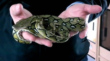 Prehistoric Pets - Reticulated Python Dwarf Sunfire Possible Double Het Albino - Genetic Stripe