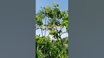 دعاء خواتيم سورة البقرة