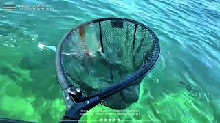 Squid fishing with non-stop actions on the day
