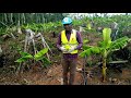 Culture de la banane plantain : voici les erreurs ayant coûté une perte de 40millions à ce promoteur