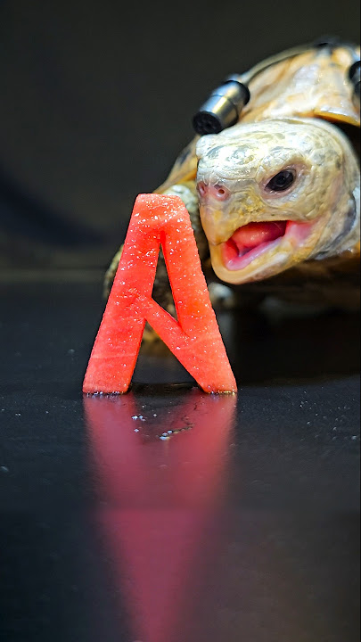 ASMR Mukbang Eating Aw Food 🅰️ Turtle Tortoise