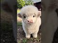 the litlle cow 🔥💯 #babyanimals #animalshorts  #littlecow  #cow #littleanimals