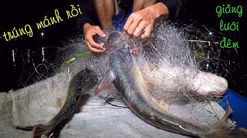 Giăng lưới đêm dính bầy cá tra toàn hàng khủng thấy ham thật (fishing) | Đời sống Dân Dã