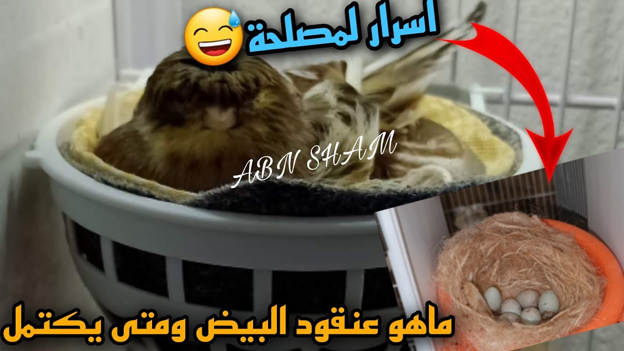 5 اسباب تجعل انثى الكناري لا تبني العش ولا تبيض🥀متى يكتمل عنقود البيض داخل بطن الانثى #birds #كناري