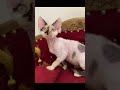 Девон-рекс калико - Devon Rex Calico #кошки #devonrex #котята