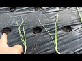 【玉ねぎ栽培】苗の選び方と知っておきたいあれこれ！